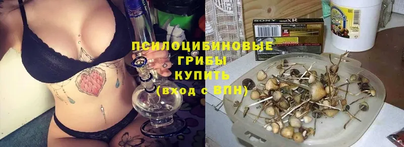 блэк спрут онион  Дубовка  Галлюциногенные грибы Psilocybe 